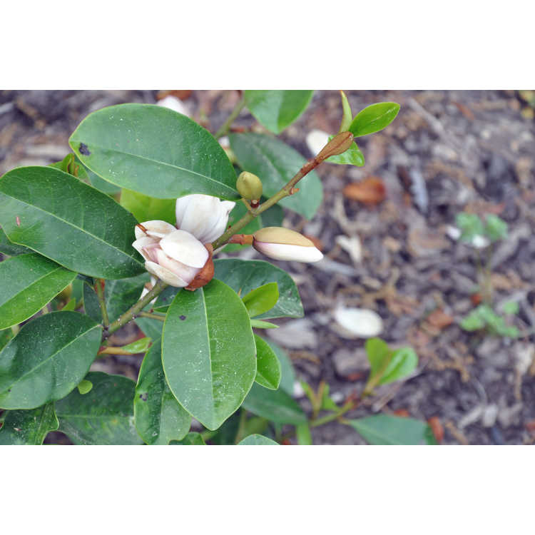 Magnolia 'Micjur01' - Fairy Magnolia Blush hybrid magnolia