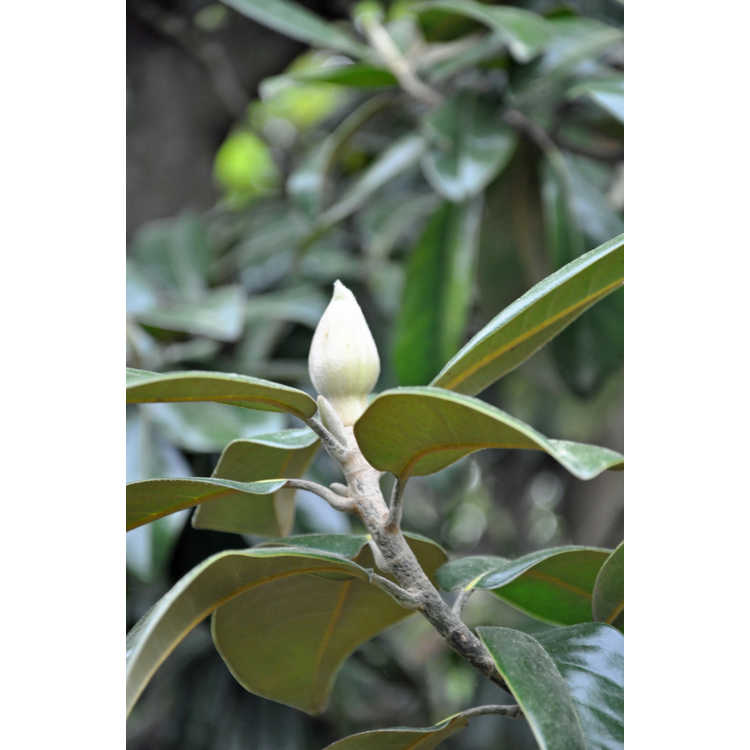 Magnolia grandiflora (variegated form) - variegated Southern magnolia