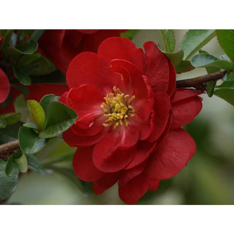 Chaenomeles 'Scarff's Red' - hybrid flowering quince