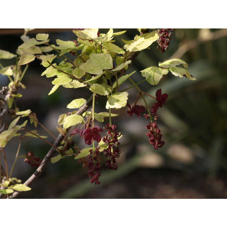 Akebia trifoliata (variegated)