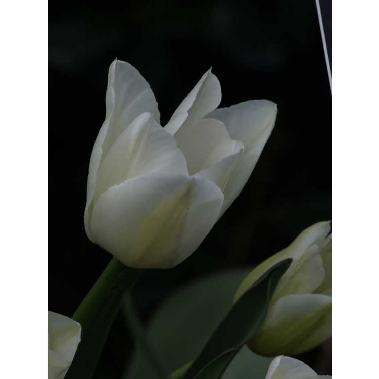 Tulipa 'Maureen' - tulip