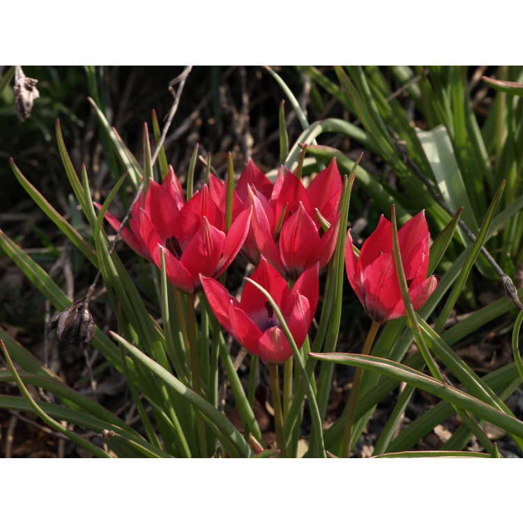 Tulipa Little Beauty