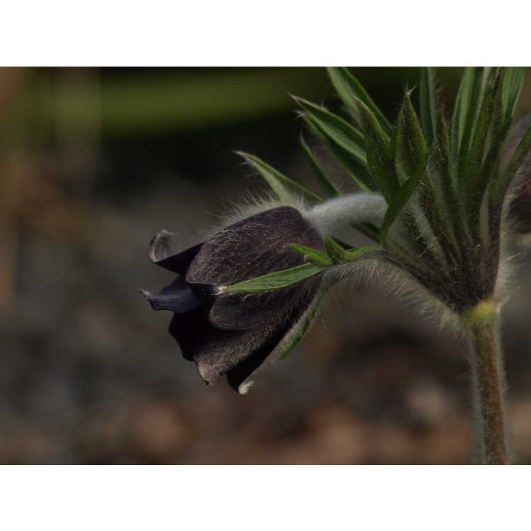 Pulsatilla patens - pasque flower