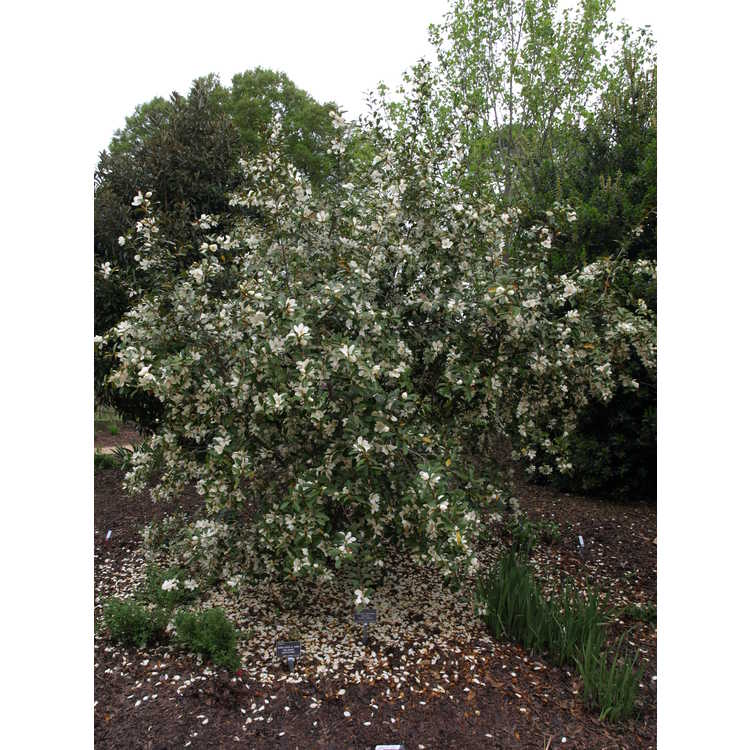 Magnolia laevifolia 'Michelle'