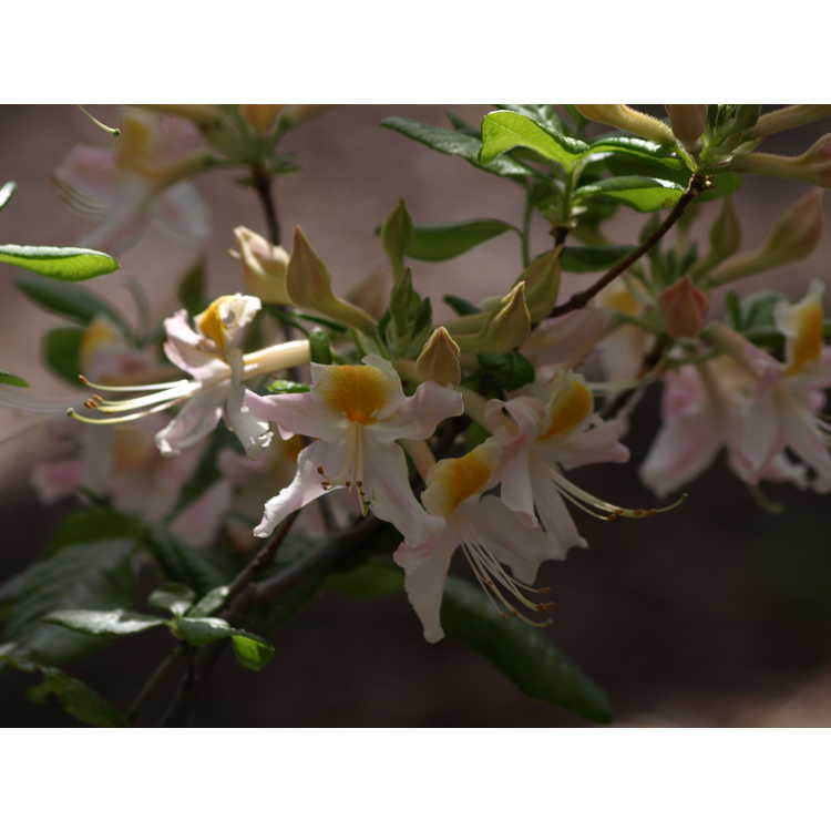 Aromi hybrid azalea