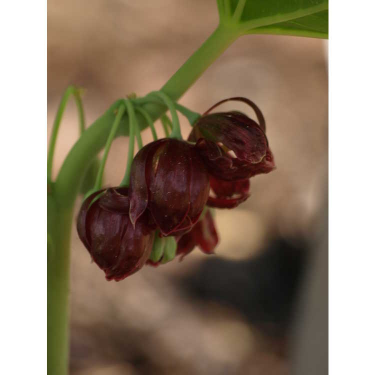 Podophyllum pleianthum - Chinese mayapple