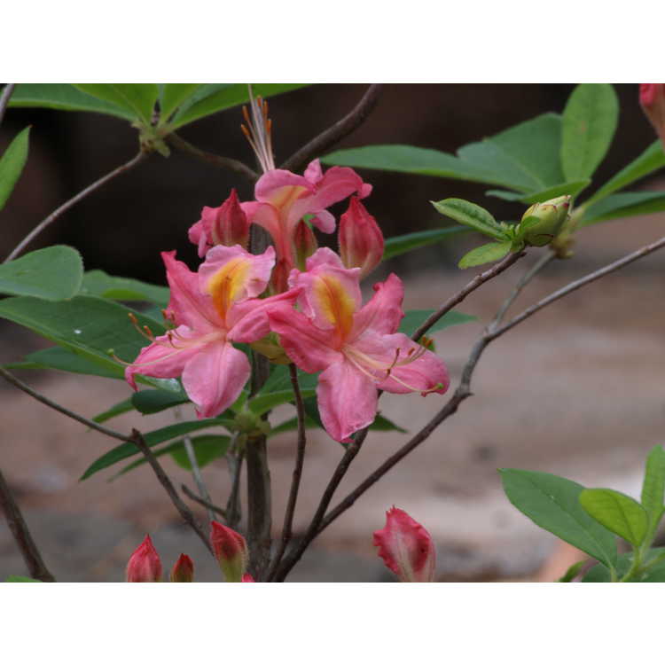 Rhododendron 'Country Cousin' - Aromi hybrid azalea