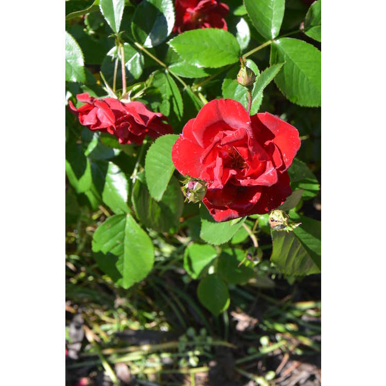 Rosa 'Sprothrive' - Thrive shrub rose