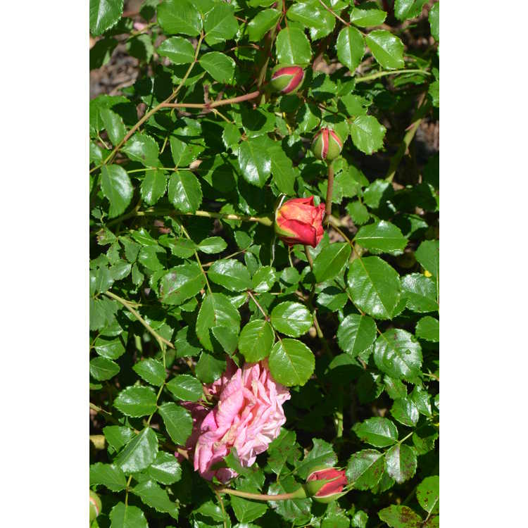 Christopher Marlowe shrub rose
