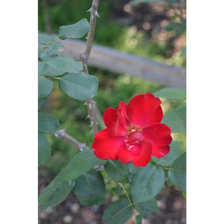 Altissimo large flowered climbing rose