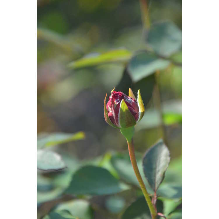 Simply Marvelous! floribunda rose