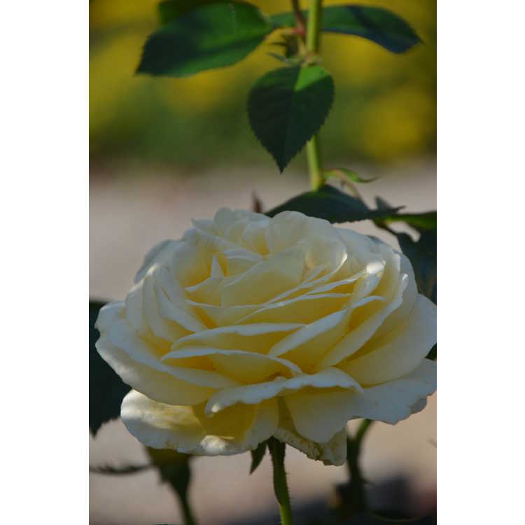 Sunshine Daydream grandiflora rose