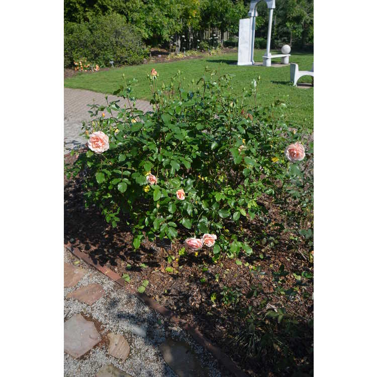 Mother of Pearl grandiflora rose
