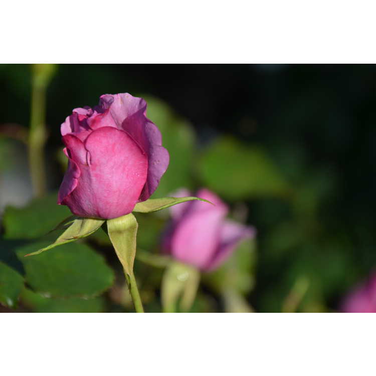 Singin' the Blues floribunda rose