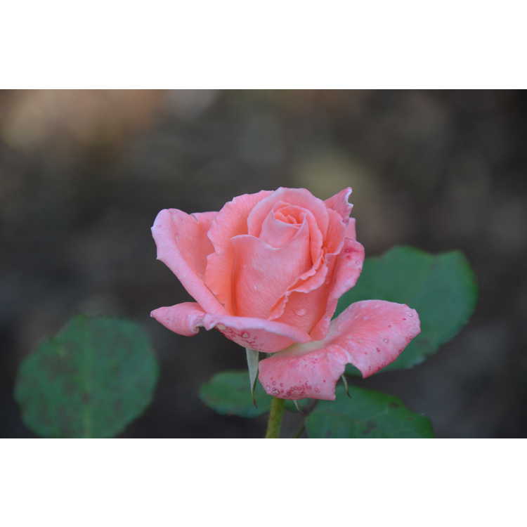 Sonia grandiflora rose