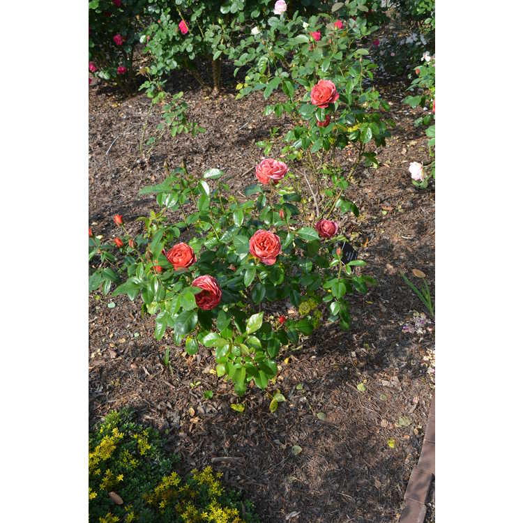 Hot Cocoa floribunda rose