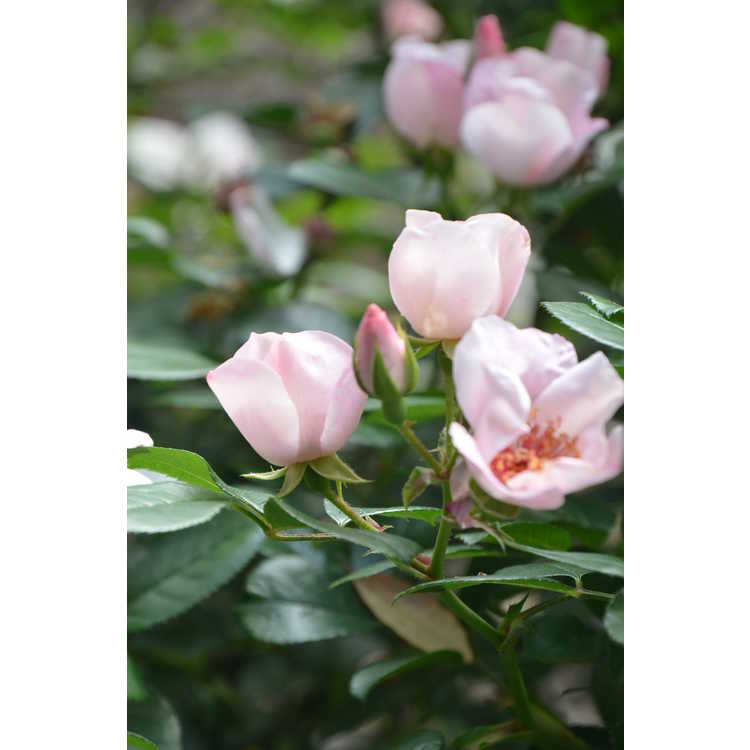 Rosa 'Meiguimov' - The Charlatan shrub rose