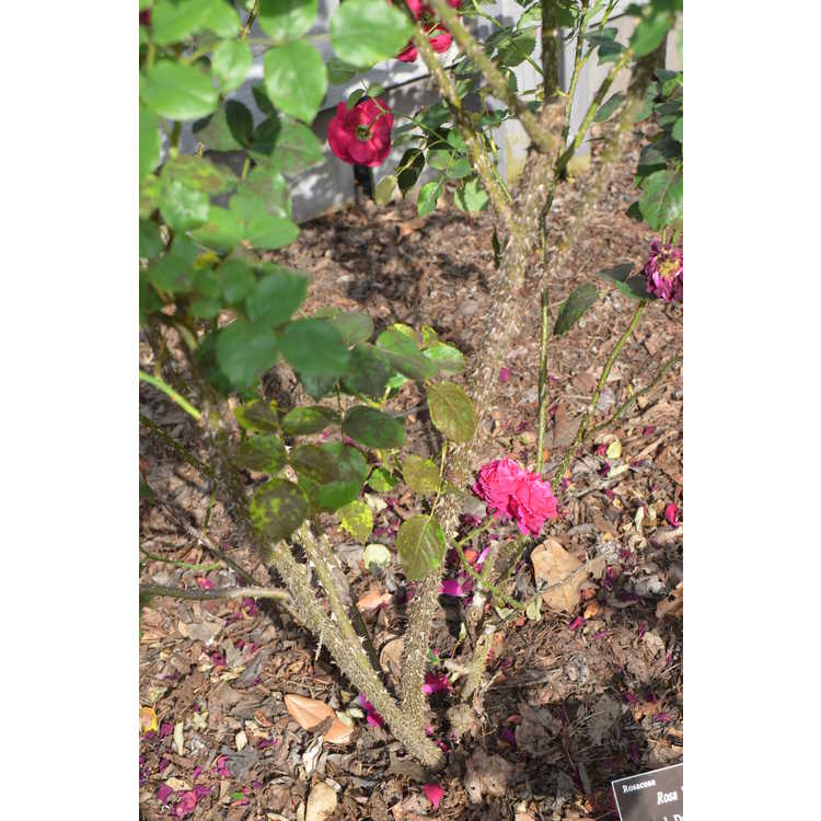 Leonard Dudley Braithwaite shrub rose