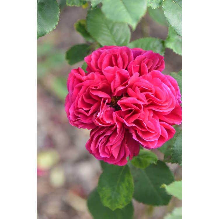 Leonard Dudley Braithwaite shrub rose