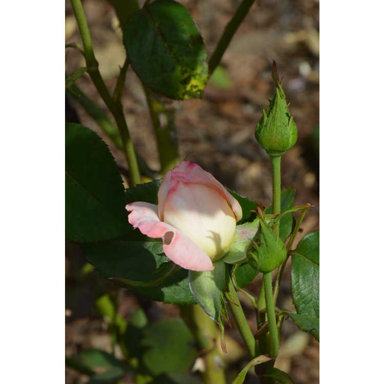 Secret tea rose