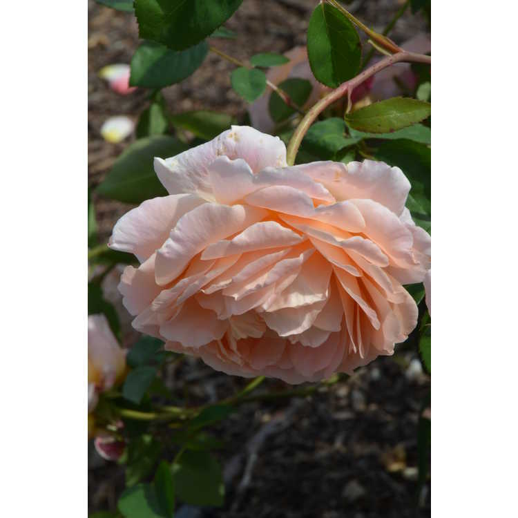 Tamora shrub rose