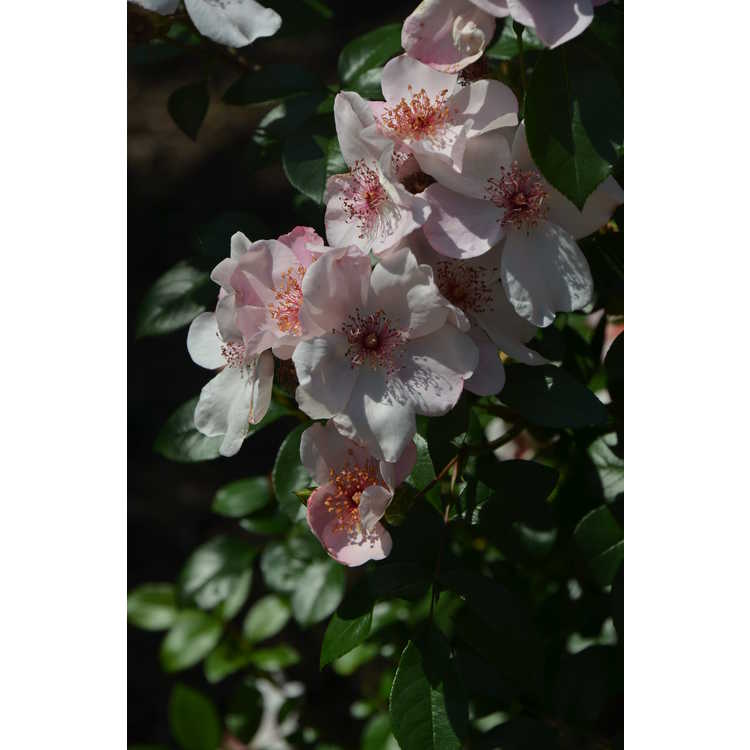 Rosa 'Meiguimov' - The Charlatan shrub rose