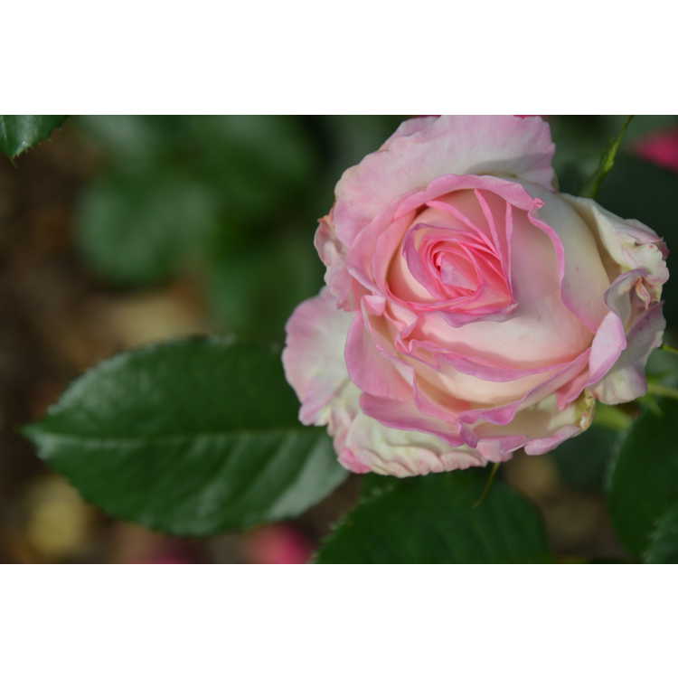 Rosa 'Wekcryland' - Moonstone tea rose