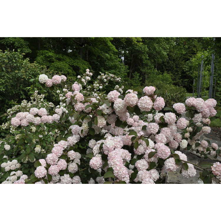 Viburnum plicatum 'Mary Milton' - pink Japanese snowball viburnum