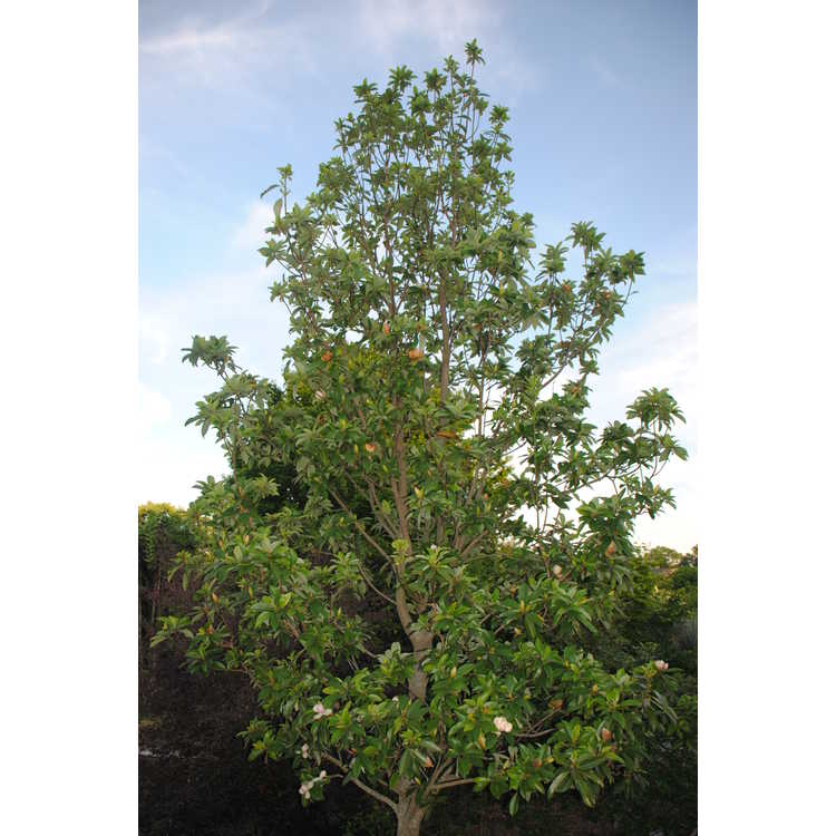 <em>Magnolia virginiana</em> ×<em> M. insignis</em>