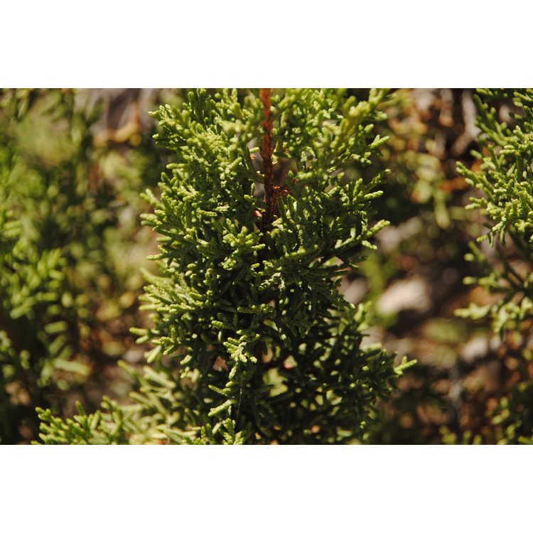 Juniperus monosperma - oneseed juniper