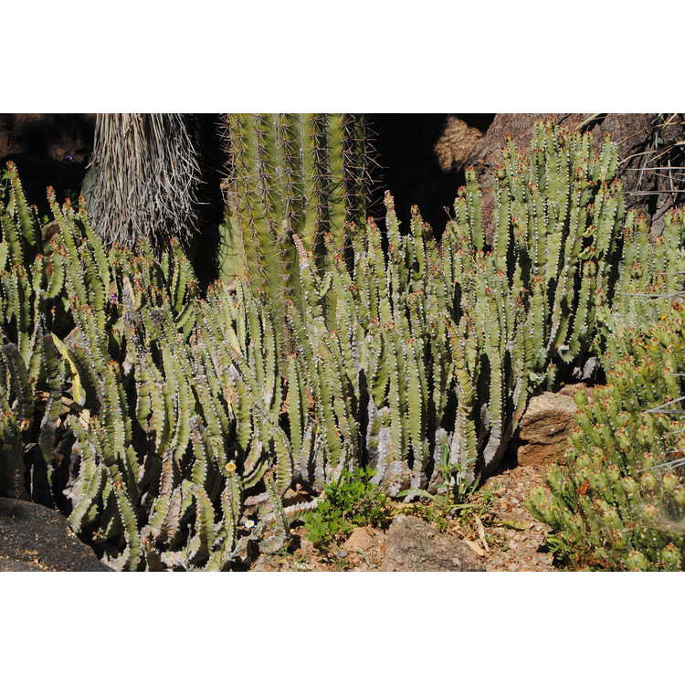<em>Euphorbia resinifera</em>