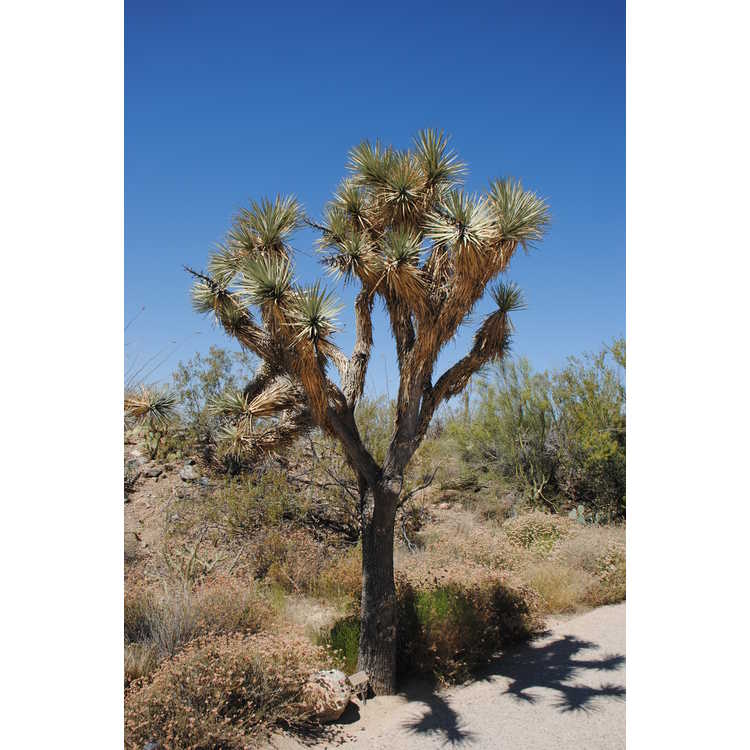 <em>Yucca brevifolia</em>