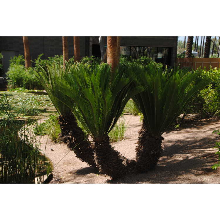 Cycas revoluta - sago palm