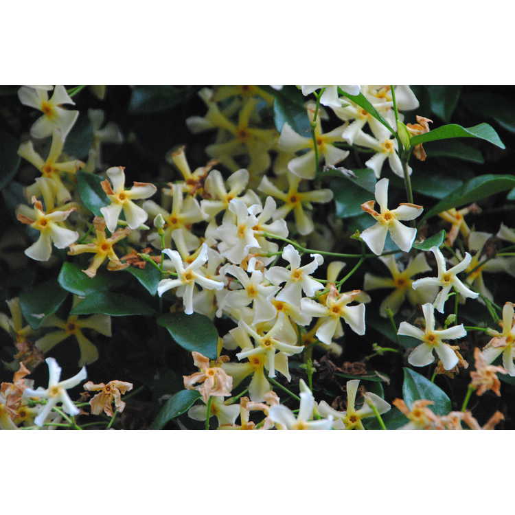 Trachelospermum jasminoides 'Mandianum'