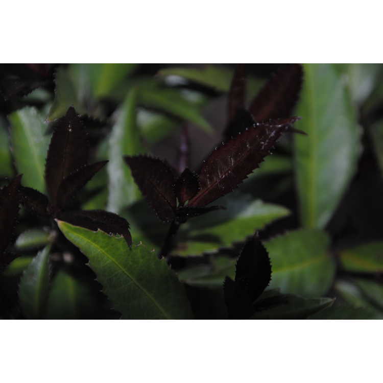 purple-leaf sarcandra