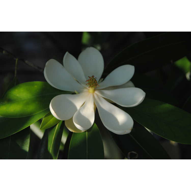Magnolia virginiana var. australis 'Green Shadow'