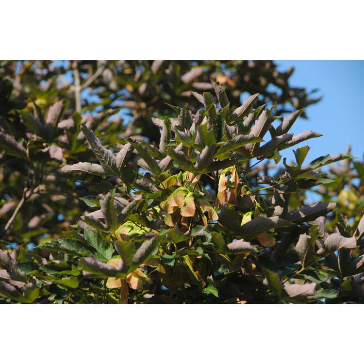 Acer griseum × A. pseudoplatanus