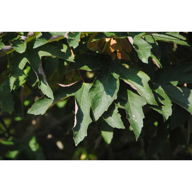 Acer griseum × A. pseudoplatanus