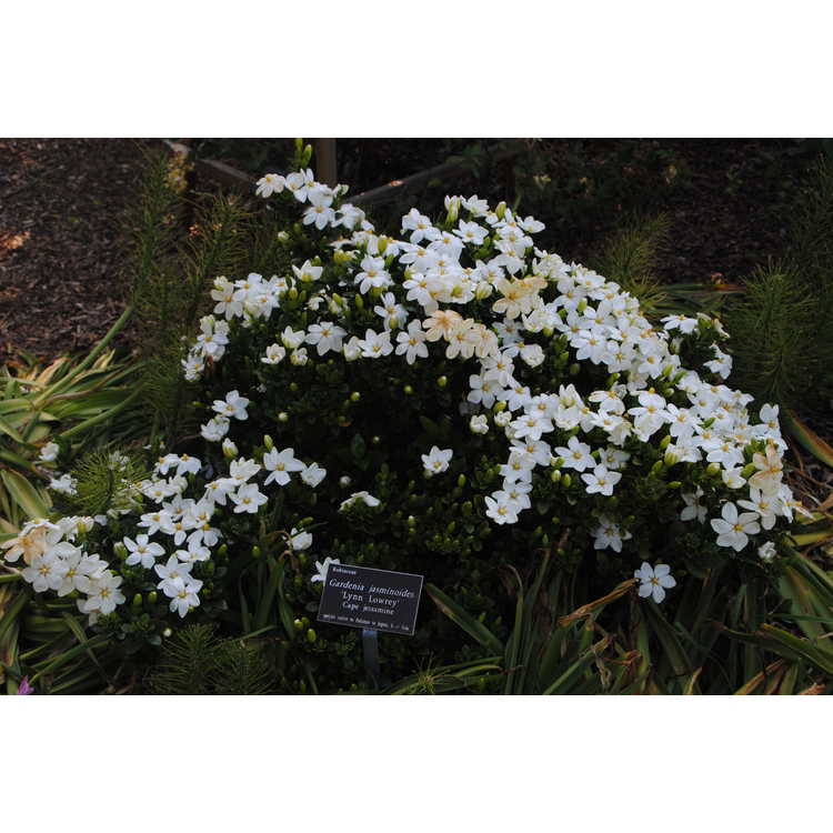 Gardenia jasminoides 'Lynn Lowrey'