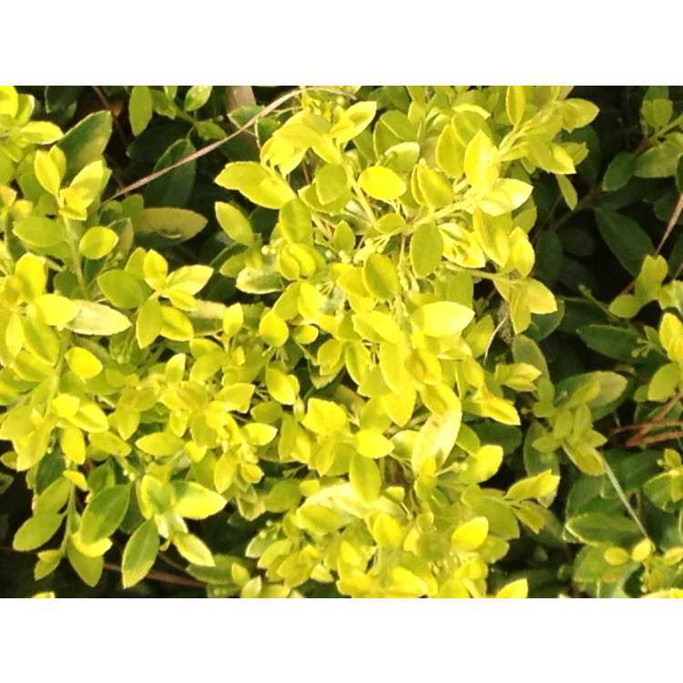 Ilex crenata 'Adorned' - variegated Japanese holly