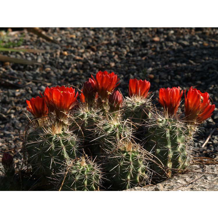Echinocereus coccineus - scarlet hedgehog cactus