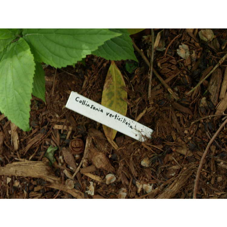 <em>Collinsonia verticillata</em>