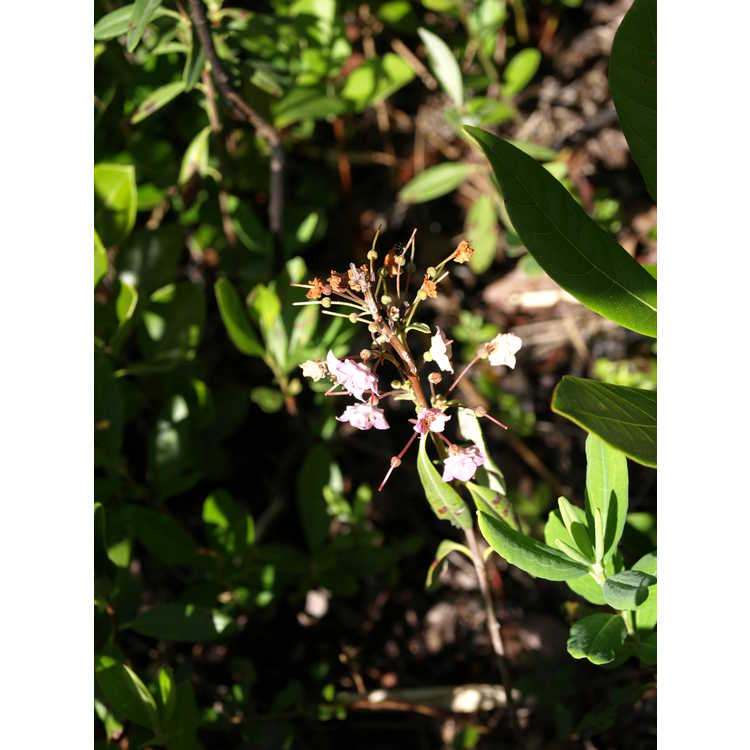 <em>Kalmia angustifolia</em>