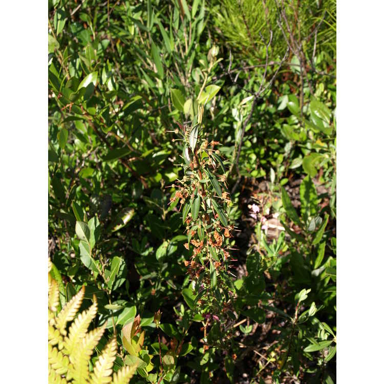 <em>Kalmia angustifolia</em>