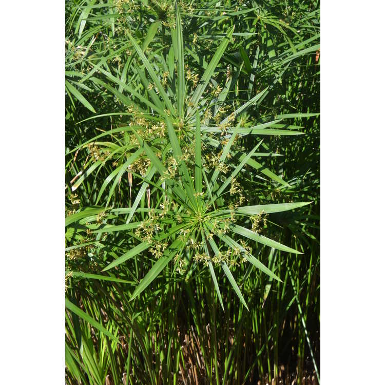 Cyperus alternifolius