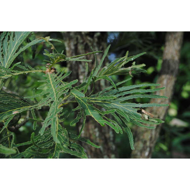 Quercus dentata 'Pinnatifida' - cutleaf Japanese emperor oak