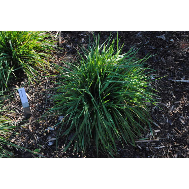 Briza media - perennial quakinggrass