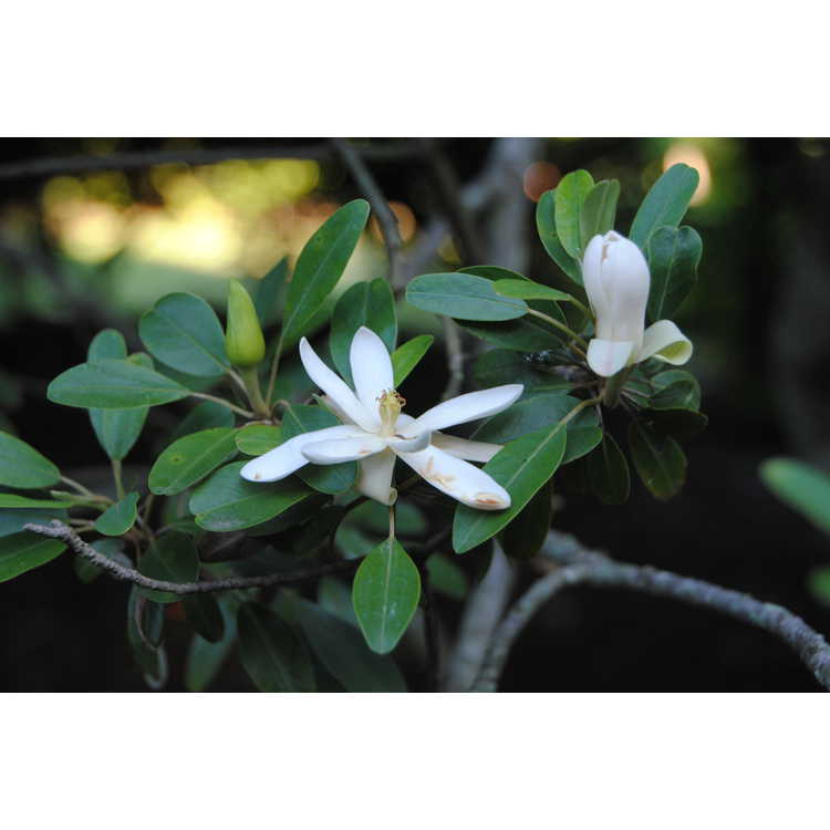 Magnolia virginiana australis Coosa