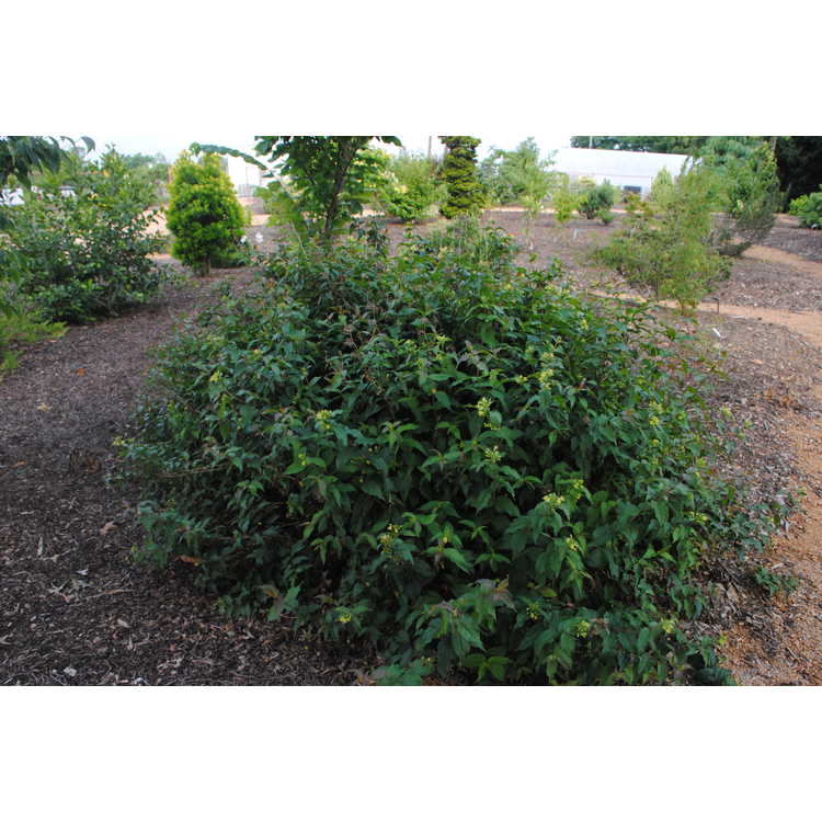 Diervilla rivularis 'Troja Black' - purple-leaved Georgia bush honeysuckle