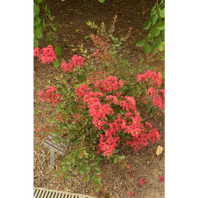 Lagerstroemia indica 'Red Filli'